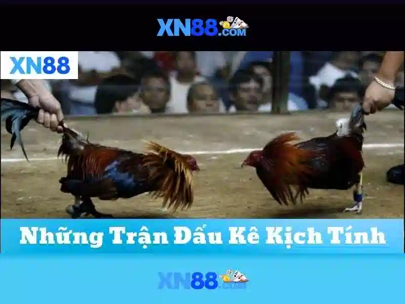 San pham va dich vu cua xn88 San pham va dich vu cua xn88