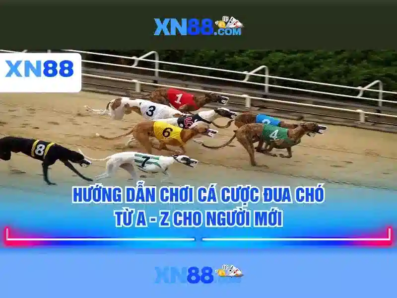 xn88: Nền tảng cược trực tuyến và những điều người chơi cần biết