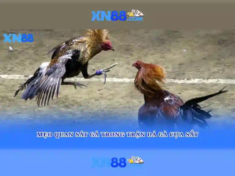 Lộ trình phát triển Lộ trình phát triển