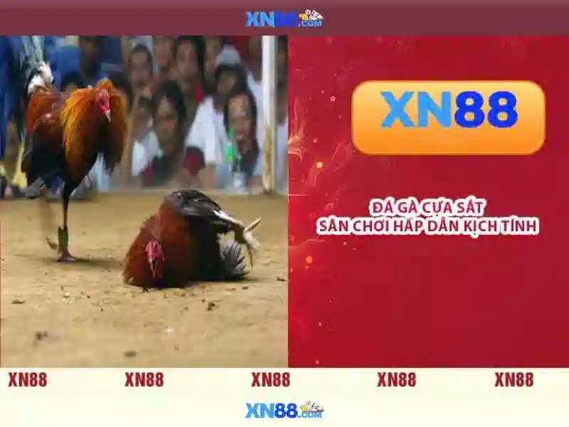 XN88: Nền tảng cá cược trực tuyến và đánh giá tổng quan