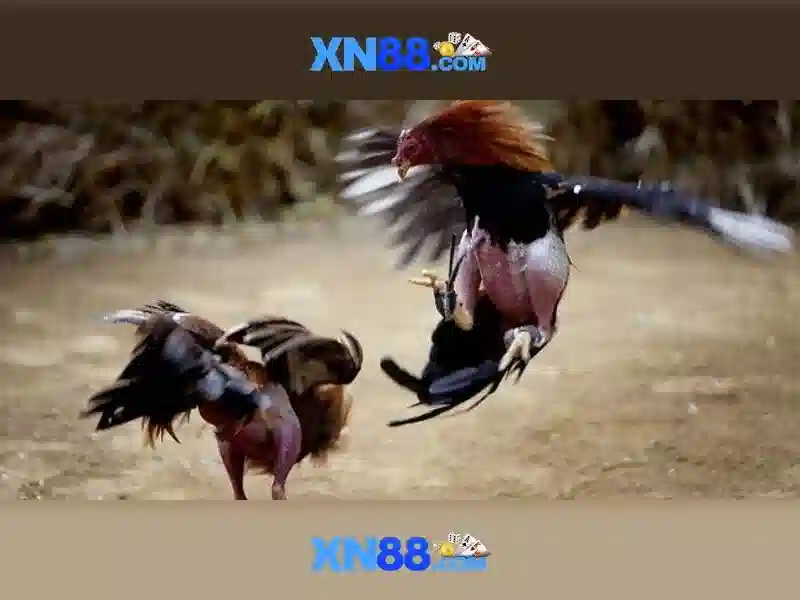 Giới thiệu về XN88