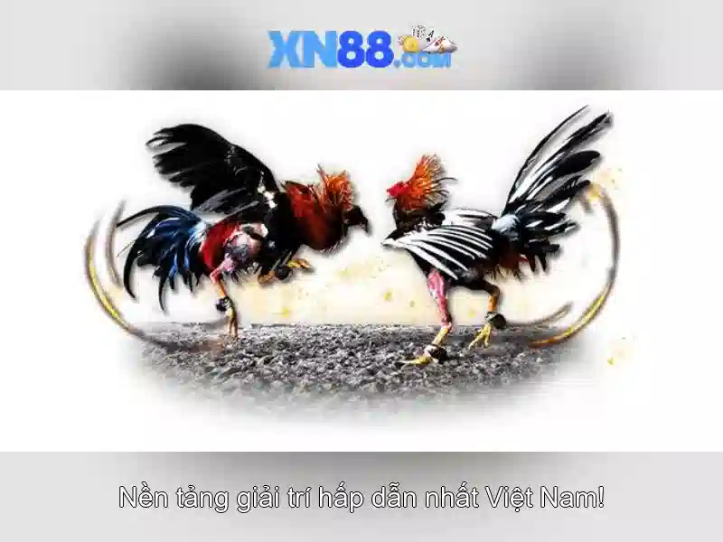 XN88 – Nền tảng cá cược trực tuyến đáng tin cậy tại Việt Nam