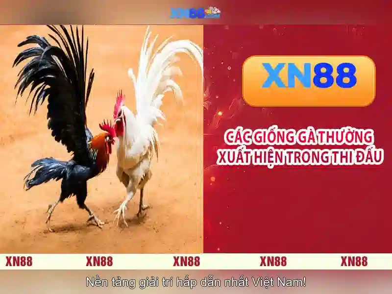 Nền tảng và mục tiêu xn88