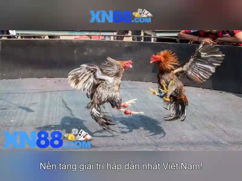 Các ưu điểm của xn88 c