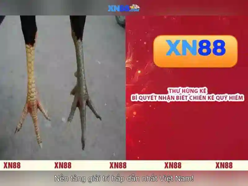 Giới thiệu về xn88 Giới thiệu về xn88